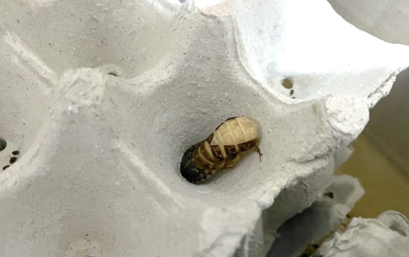 脱皮際中のデュビア