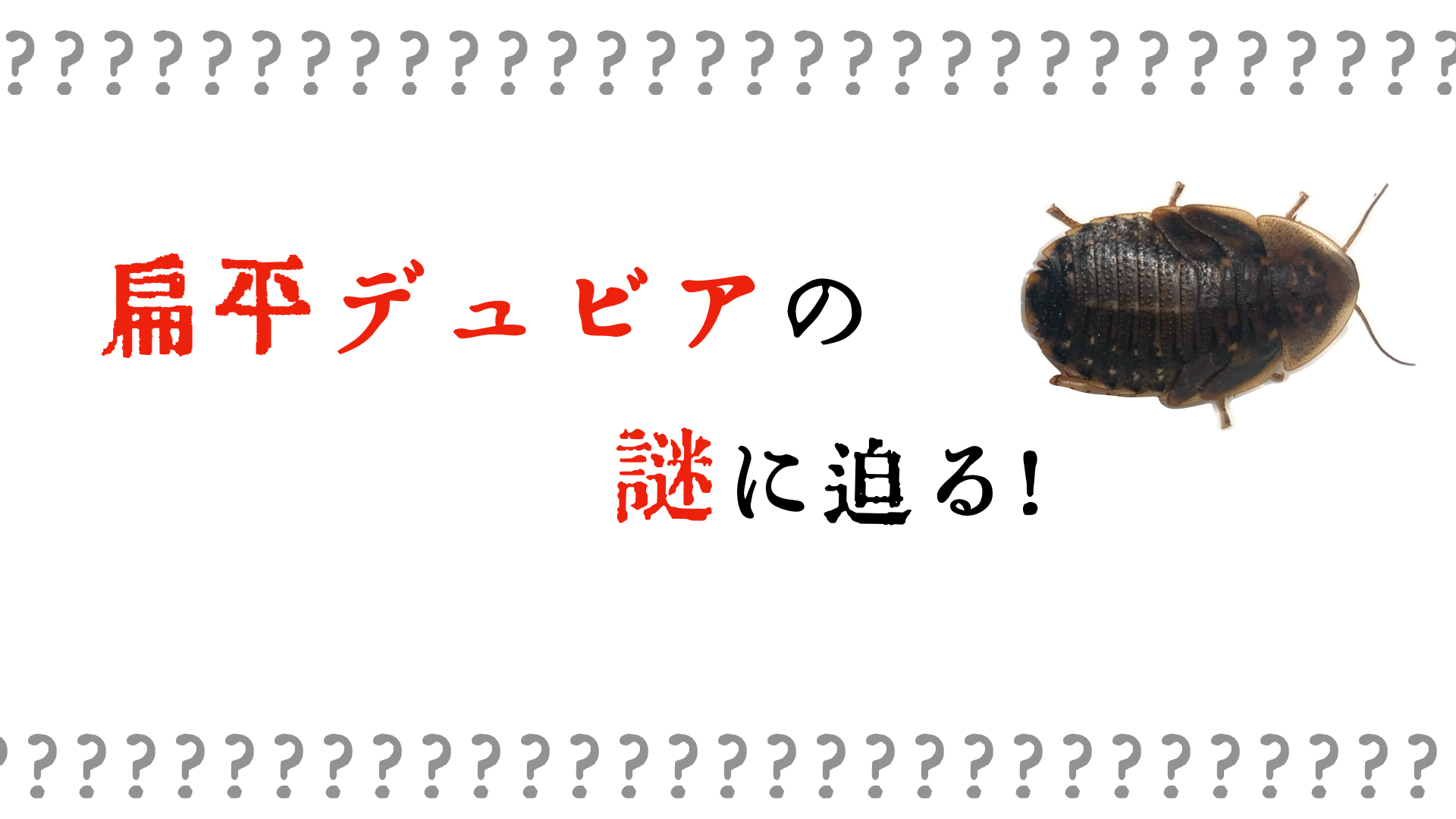 扁平デュビア