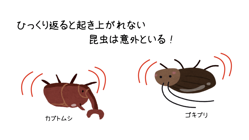 ひっくり返ると起き上がれない昆虫