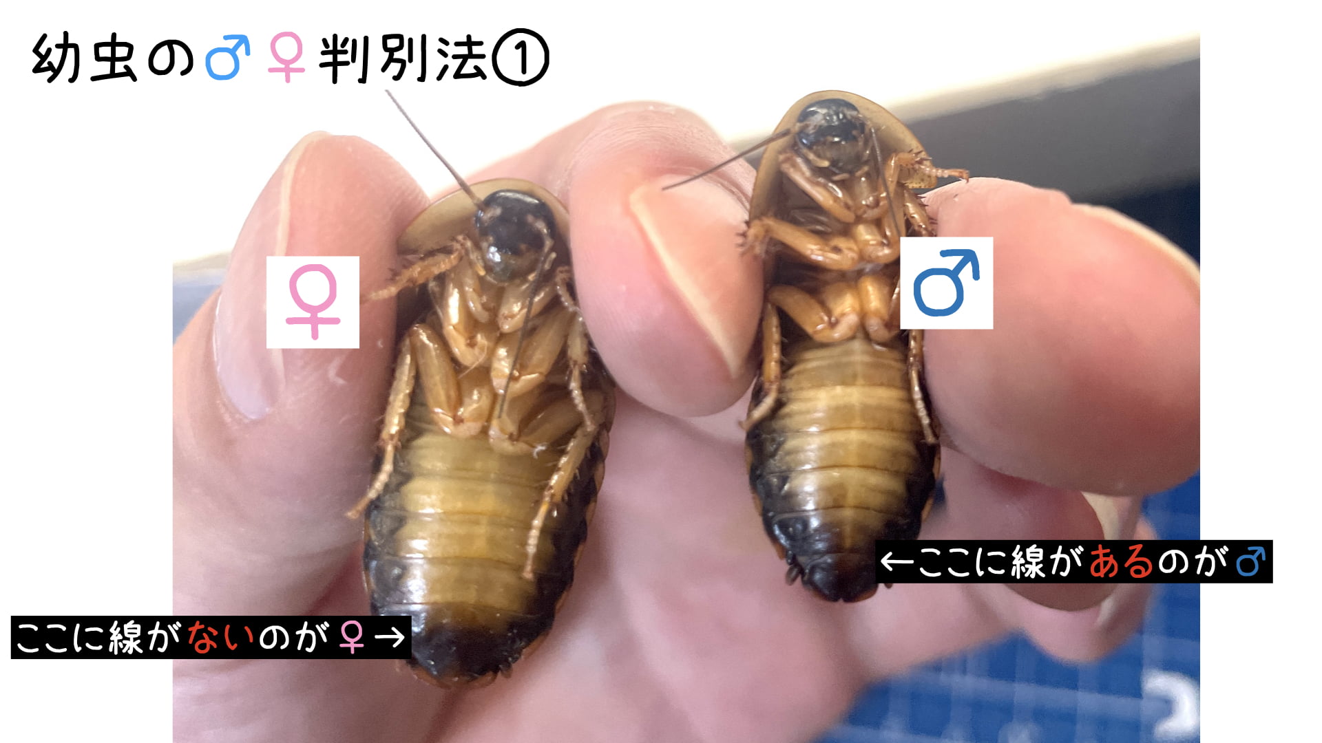 デュビア幼虫の腹節での性別判別