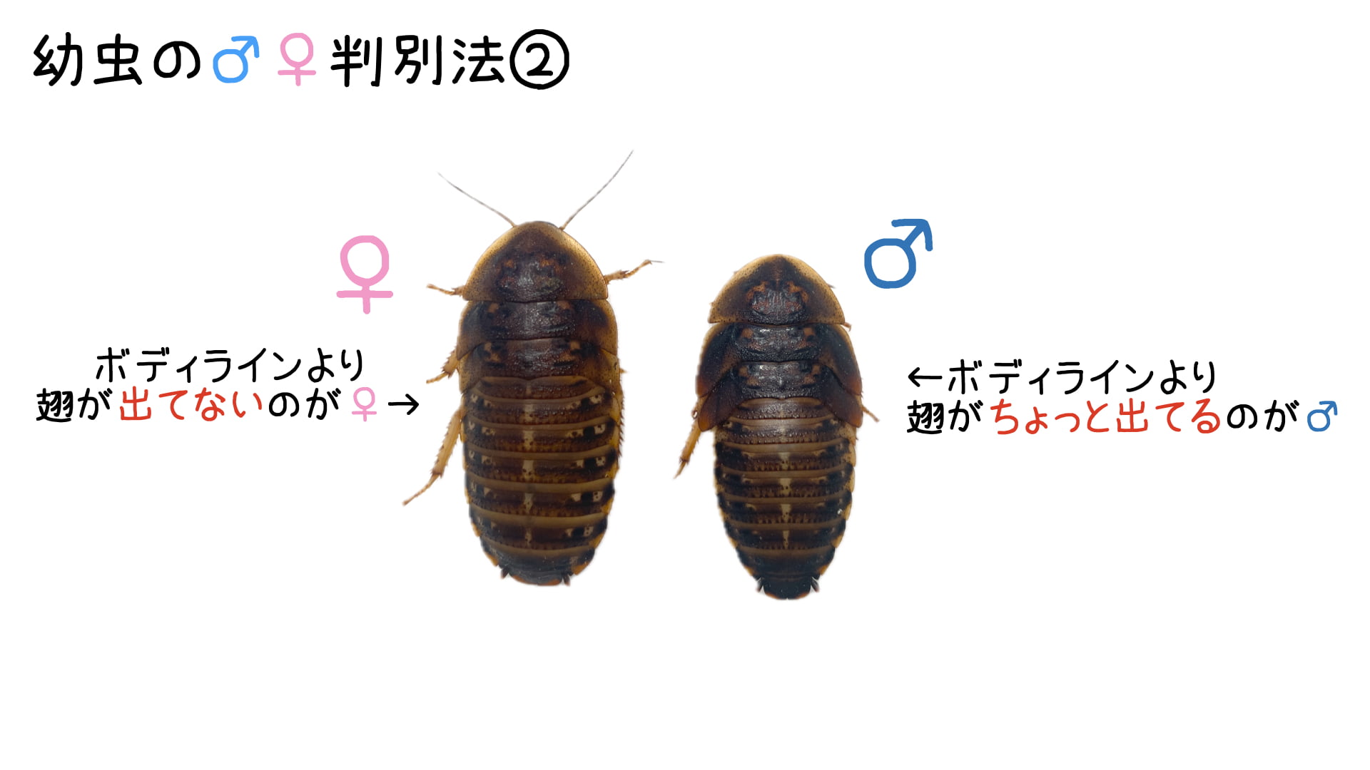 デュビア幼虫の翅の大きさでの性別判別