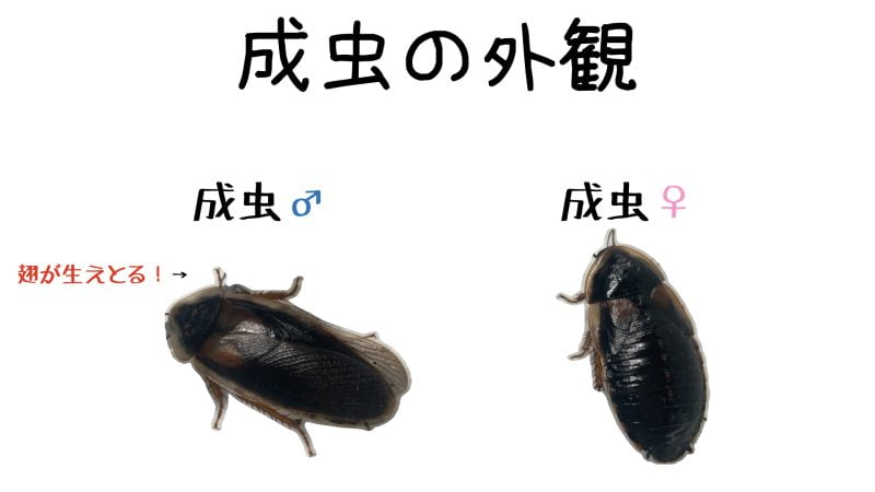 デュビアの成虫の外観