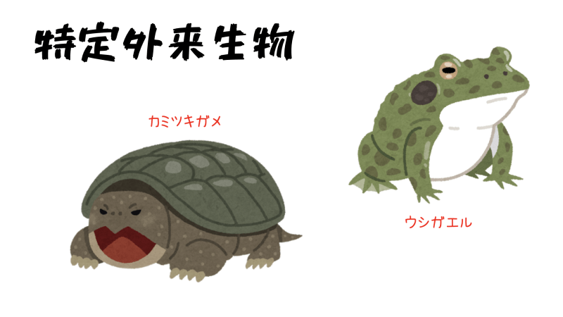 特定外来生物のカミツキガメとウシガエル