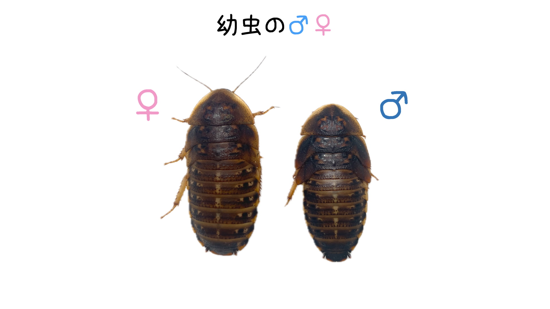 デュビア幼虫の性別