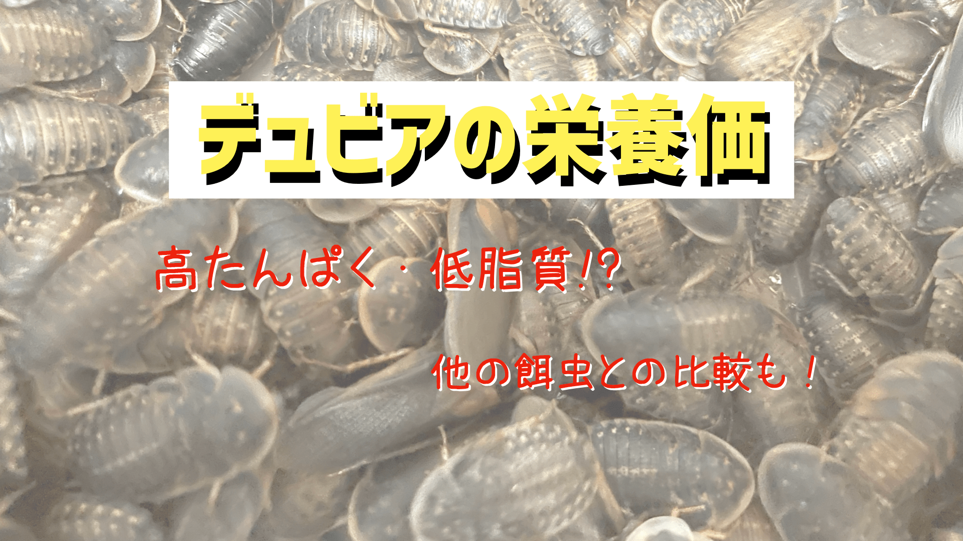 デュビアの栄養価
