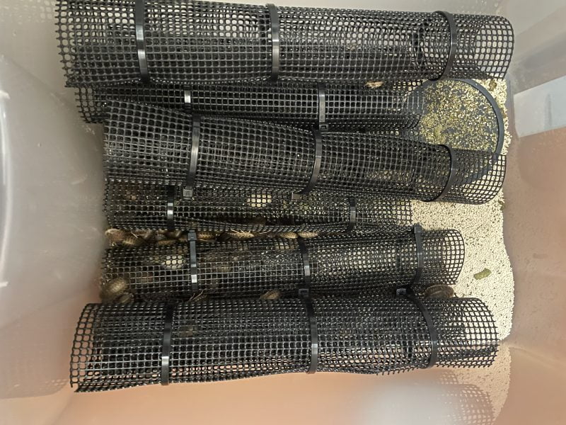 デュビアが500匹入った飼育ケース