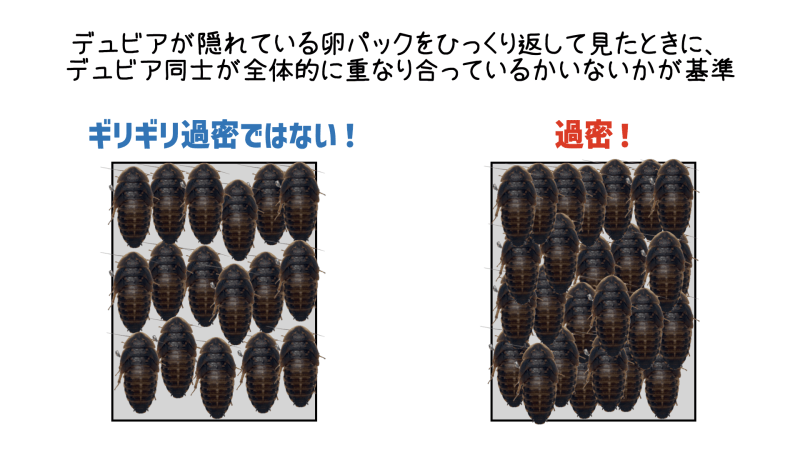 デュビアの過密飼育の基準