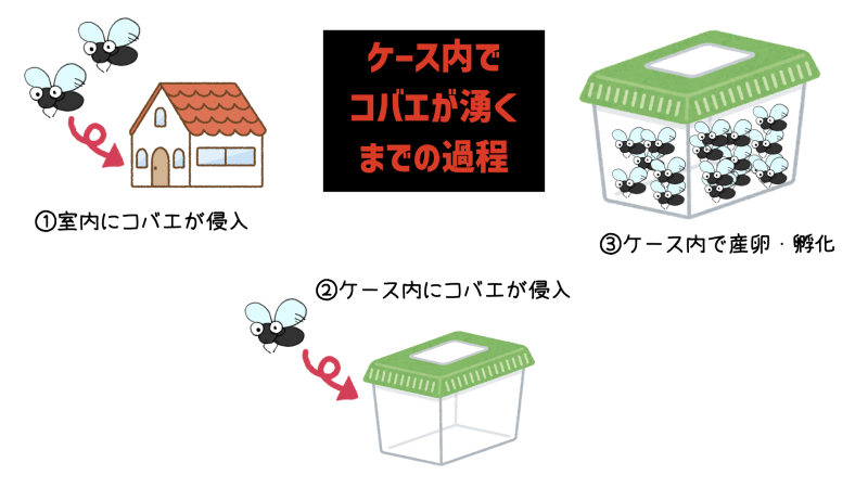 デュビアの飼育ケースにコバエが湧く過程
