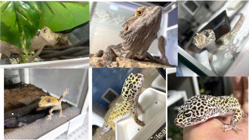 飼育開いている爬虫類